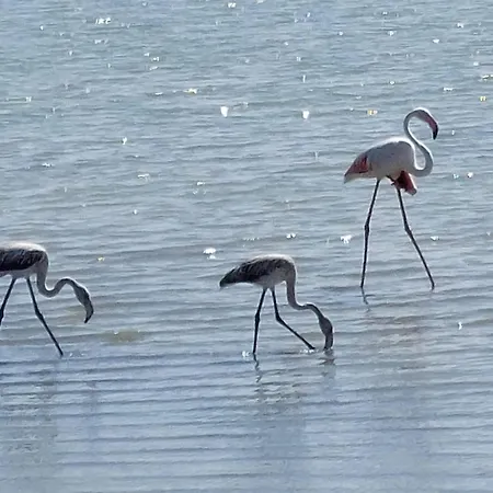 Il Sole & La Luna Nebida
